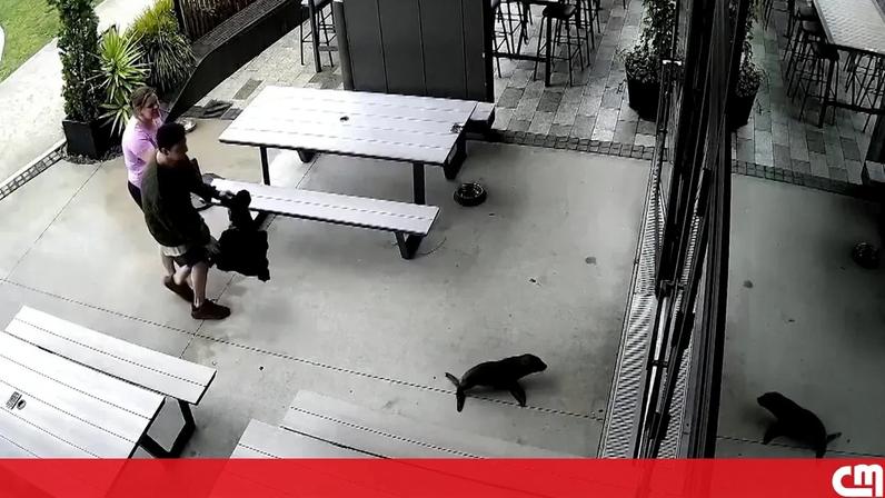 Foca bebé invade bar na Nova Zelândia