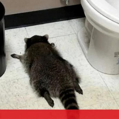 Guaxinim invade loja de bebidas, fica alcoolizado e é encontrado inconsciente