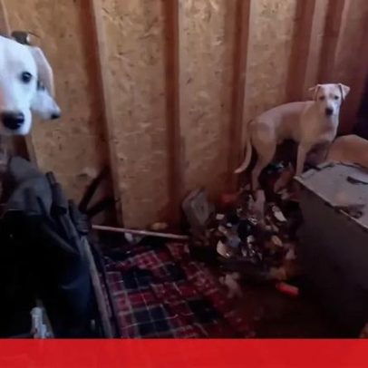Catorze cães resgatados de barracão imundo nos EUA