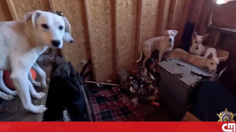 Catorze cães resgatados de barracão imundo nos EUA