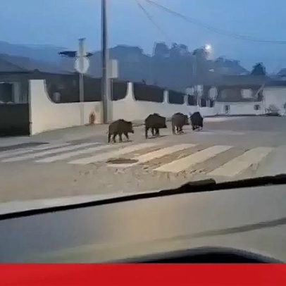 Javalis assustam moradores na Trofa; junta de freguesia apela à calma