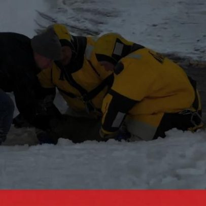 Veado resgatado após cair em lago gelado nos EUA