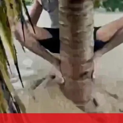 Homens agarram-se a árvores para escapar de cheias na Indonésia