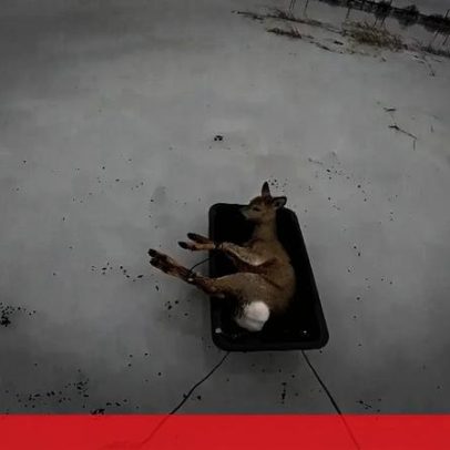 Pescador russo resgata veado preso em lago congelado