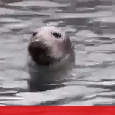 Foca-cinzenta avistada na marina de Cascais