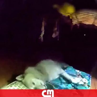 Polícia resgata cão inconsciente de casa em chamas e consegue reanimá-lo