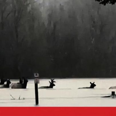 Alces atravessam campo de futebol inundado nos EUA