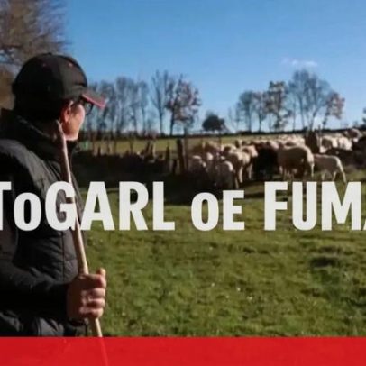 Centenas de rebanhos mortos desde junho por ataques de lobos em Miranda do Douro