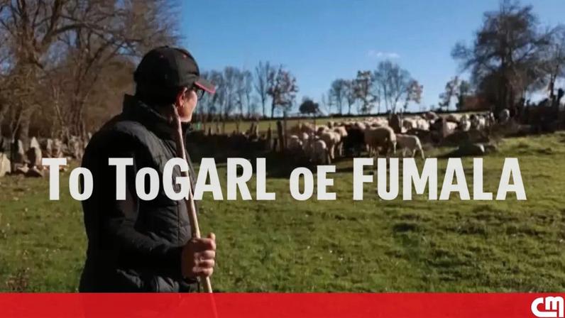 Centenas de rebanhos mortos desde junho por ataques de lobos em Miranda do Douro