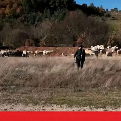 Pastores mirandeses exigem reembolso de ataques de lobos proporcional às perdas