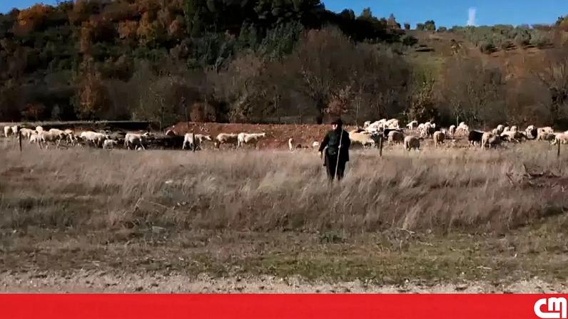 Pastores mirandeses exigem reembolso de ataques de lobos proporcional às perdas