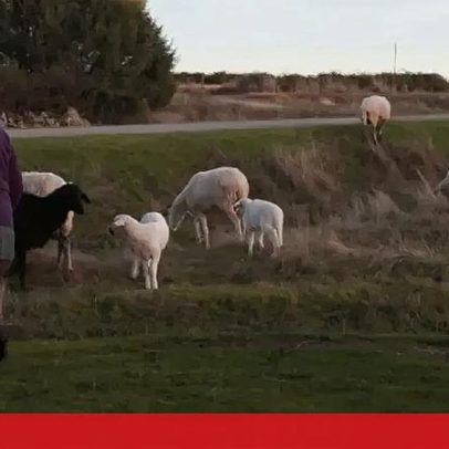Produtores contestam valores por perdas de rebanhos e pedem apuração
