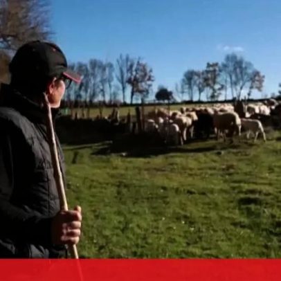 Ataques a rebanhos em Miranda do Douro deixam pastores em alerta