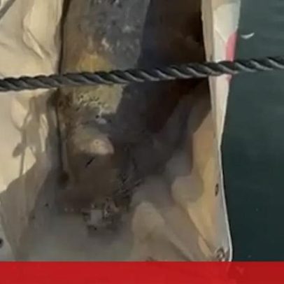 Foca resgatada após encalhar na marina de Cascais vai para tratamento em Aveiro