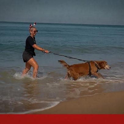 Cães resgatados desfrutam dia de Natal no sul da Tailândia
