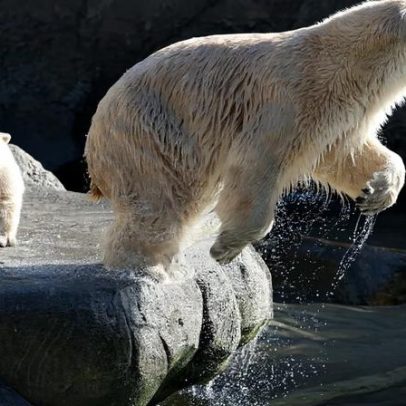 Adoção extremamente rara de urso polar observada no Canadá