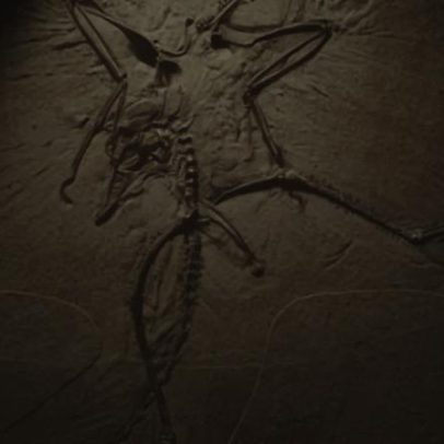 Descobertos fósseis de três répteis marinhos do Cretácico na Colômbia