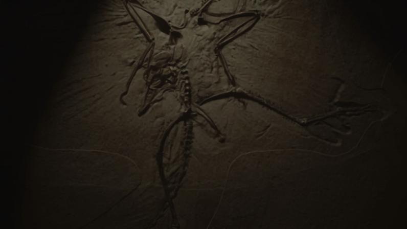 Descobertos fósseis de três répteis marinhos do Cretácico na Colômbia