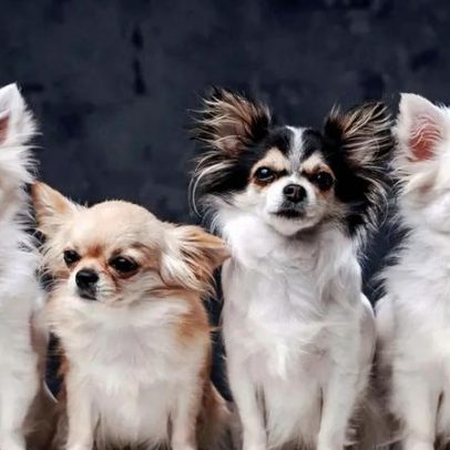 Dolce & Gabbana lança perfume exclusivo para cães
