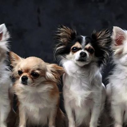 Dolce & Gabbana lança perfume exclusivo para cães