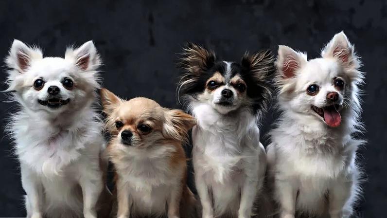 Dolce & Gabbana lança perfume exclusivo para cães