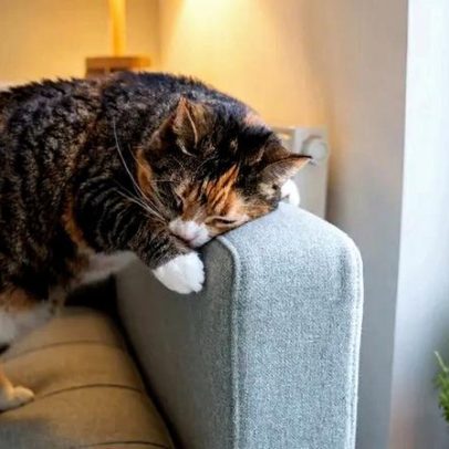 Gatos contra sofás: 3 estratégias para reduzir conflitos