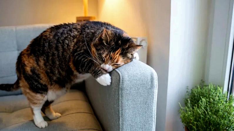 Gatos vs. sofás: 3 estratégias para acabar com esta batalha