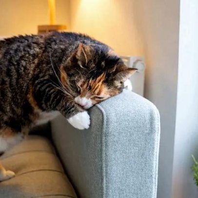 Gatos contra sofás: três estratégias para terminar esta guerra antiga