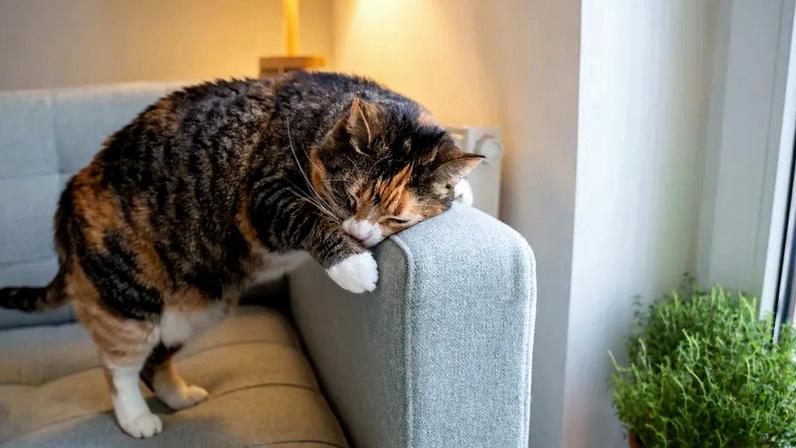 Gatos vs. sofás: 3 estratégias para acabar com esta batalha