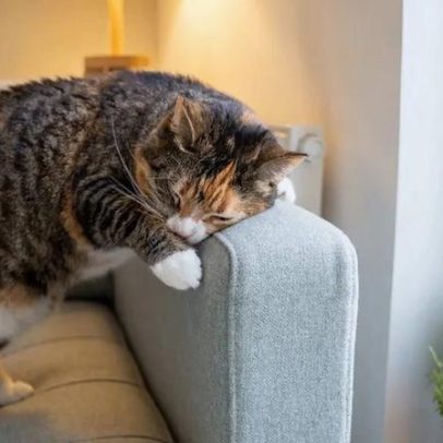 Gatos vs. sofás: 3 estratégias para terminar com a guerra antiga