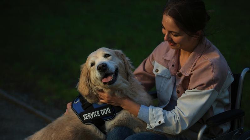 Terapia assistida por animais cresce em Portugal, da hipoterapia até cães