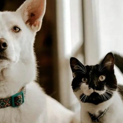 UE aprova regras de bem-estar e rastreio de cães e gatos, fim do anonimato