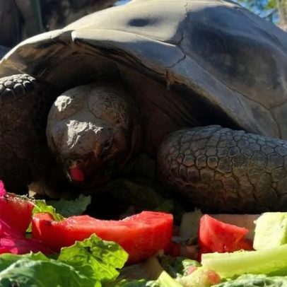 Tartaruga de 141 anos que viu duas guerras e duas pandemias morre