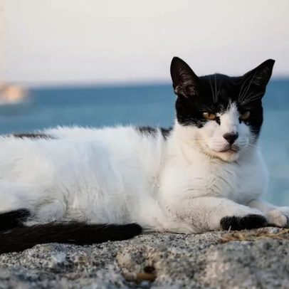 Santuário na Grécia procura cuidador para 55 gatos com alojamento incluído