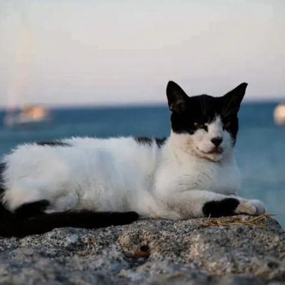 Santuário na Grécia procura cuidador para 55 gatos com alojamento incluído