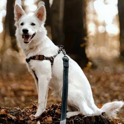 Cão-minhada regressa a Oeiras com vagas limitadas