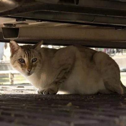 Gatos de exterior no inverno: 5 cuidados essenciais