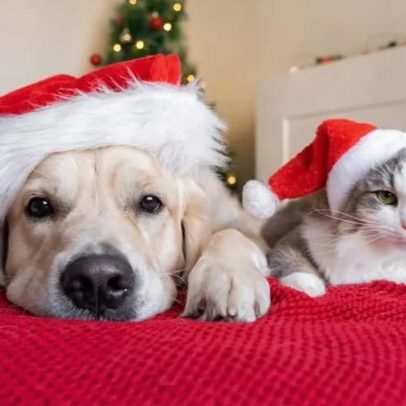 Não adote por impulso: um animal não é presente de Natal