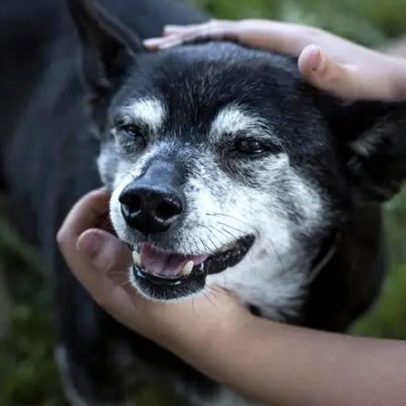 Como proteger as articulações do seu cão no inverno