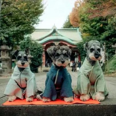 Festival japonês celebra cães em quimono numa versão adaptada