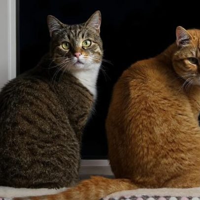 Estudo explica por que o gato conversa mais com o companheiro do que com o dono
