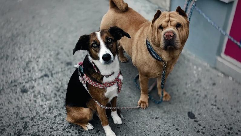 CML alerta para burlas envolvendo animais desaparecidos