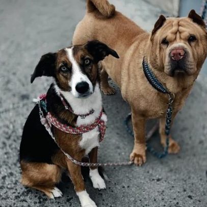 CML emite alerta sobre burlas com animais desaparecidos