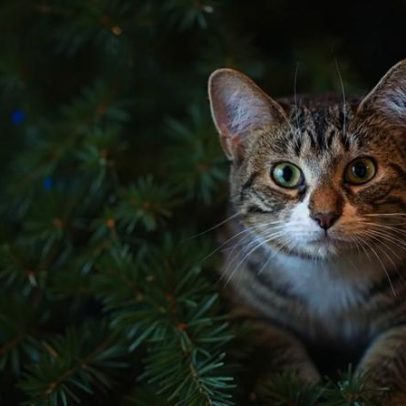 Casa decorada para o Natal? Cinco dicas para evitar acidentes com os animais