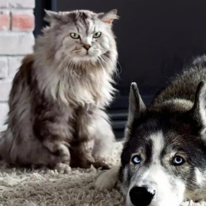Inverno causa pele seca, comichão e pelo sem brilho em animais de estimação