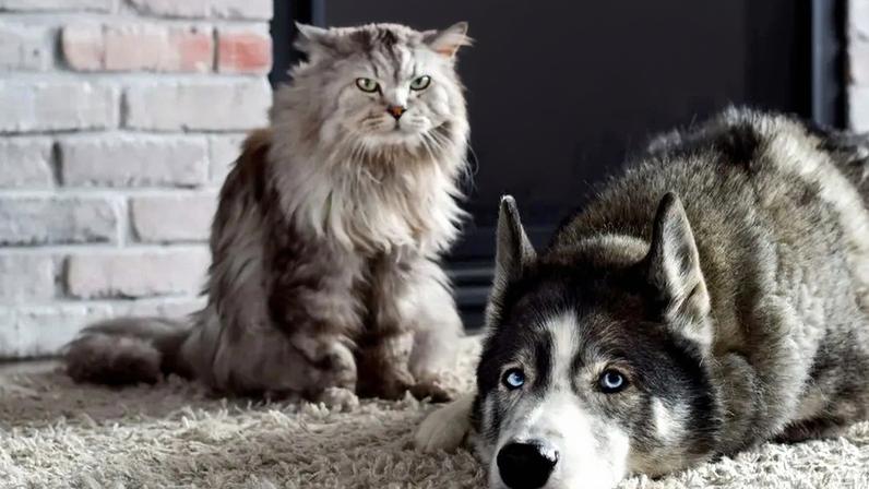 Inverno causa pele seca, comichão e pelo sem brilho em animais de estimação