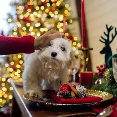 Do chocolate ao bacalhau: 3 comidas perigosas para cães e gatos e 3 seguras