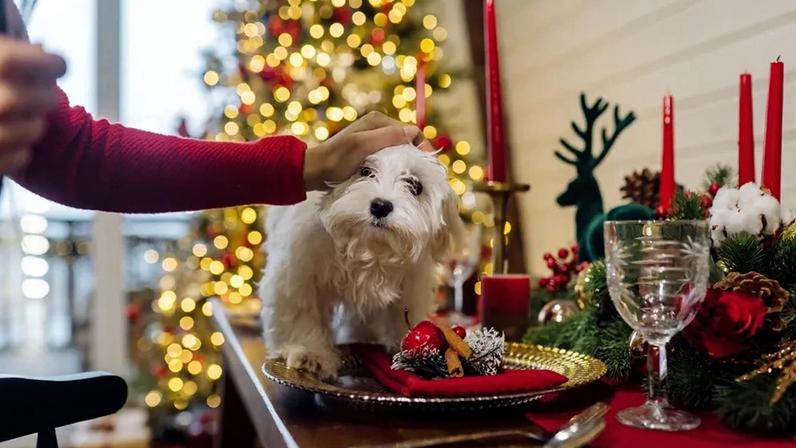 Do chocolate ao bacalhau: 3 comidas perigosas para cães e gatos e 3 seguras