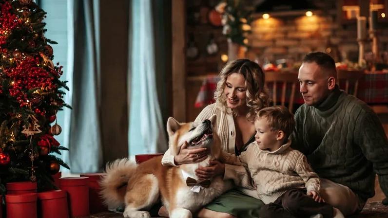 Férias de Natal: prós e contras de hotéis, petsitter ou levar o cão