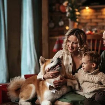 Férias de Natal: hotel, petsitter ou levar o cão com a família — prós e contras